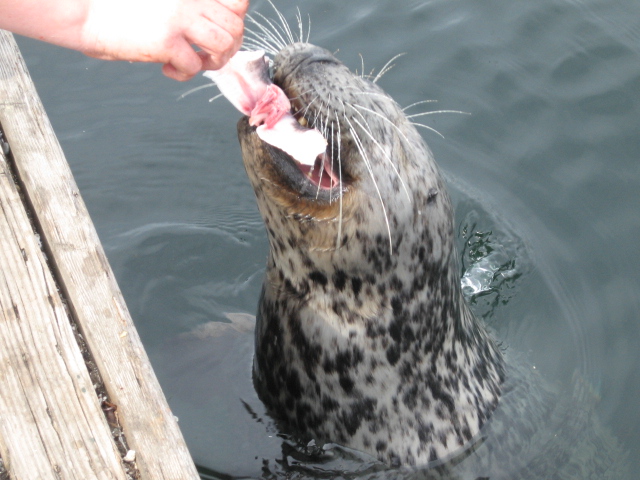 sealfeeding.jpg